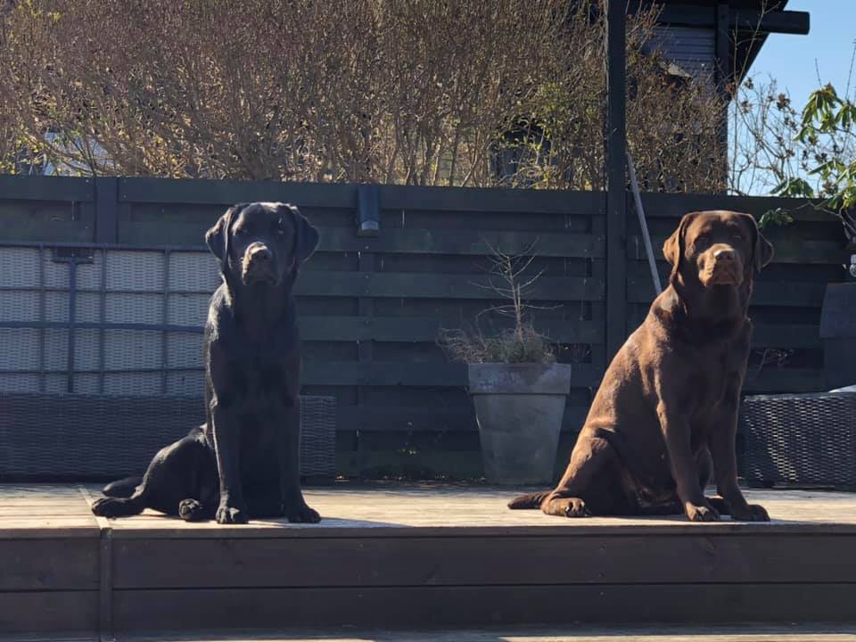 stemning billeder Kennel Cap De Lab